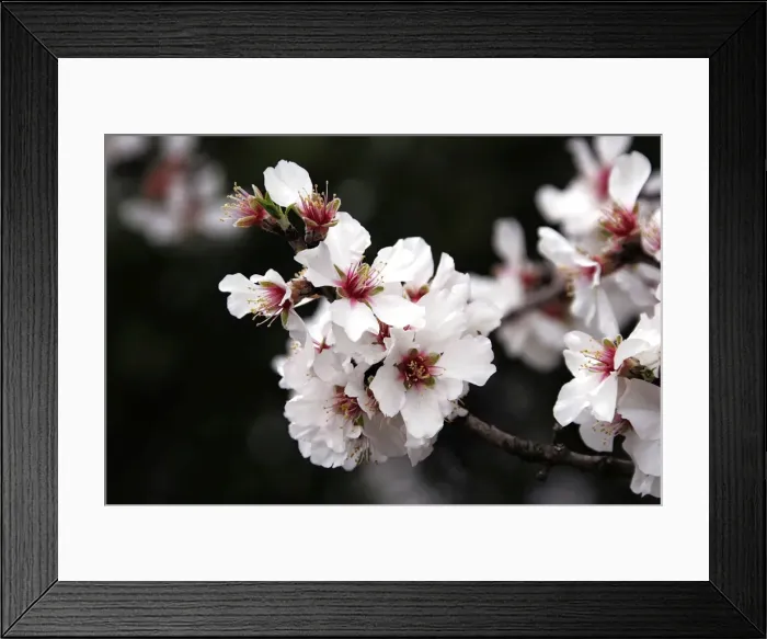 Framed Print : Almond flowers. Provence - France Framed Print : Almond flowers. Provence - France