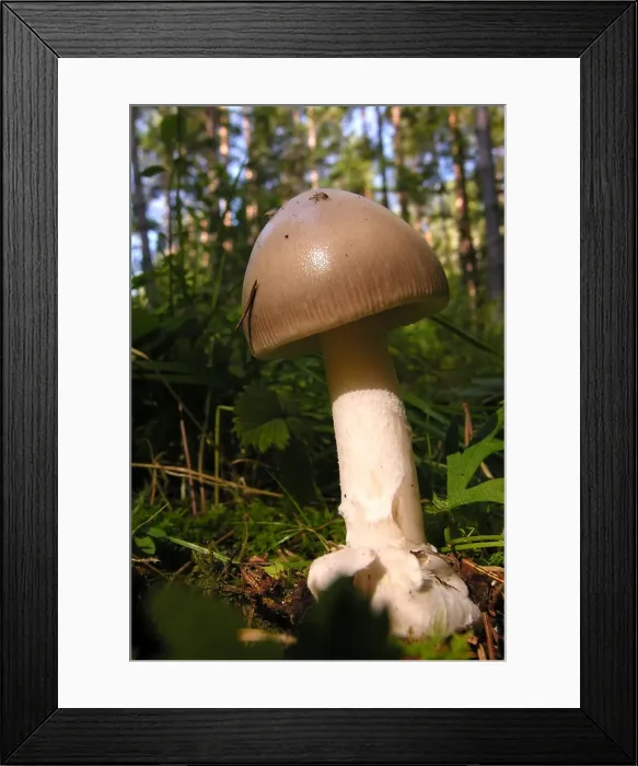 Framed Print : Fungi - Amanita vaginata Ligatne Forest - Latvia Framed Print : Fungi - Amanita vaginata Ligatne Forest - Latvia
