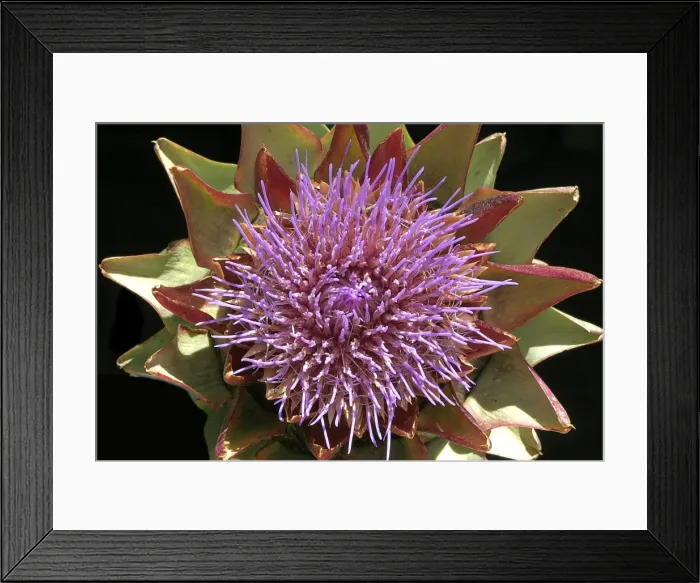 Framed Print : Globe Artichoke - Flower. Vaucluse, France. Family Asteraceae Framed Print : Globe Artichoke - Flower. Vaucluse, France. Family Asteraceae