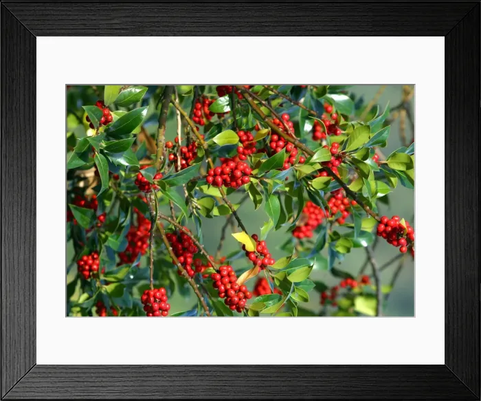 Framed Print : Golden King Holly. Isere Rhone-Alpes - France Framed Print : Golden King Holly. Isere Rhone-Alpes - France