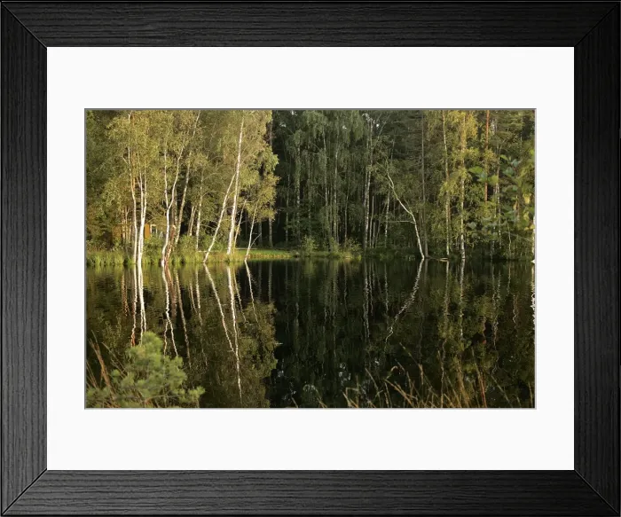 Framed Print : Hornbeam Trees - around water at sunset. Nigula National Park - Estonia Framed Print : Hornbeam Trees - around water at sunset. Nigula National Park - Estonia