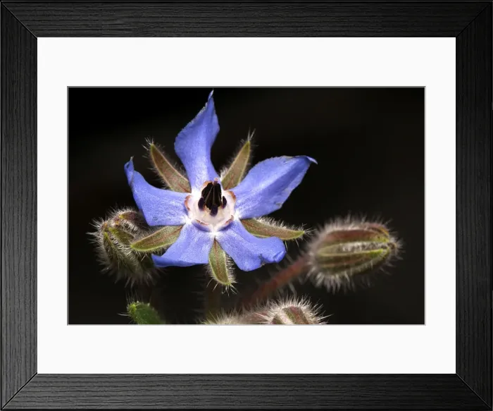 Framed Print : Borago laxiflora - flower Vaucluse, PACA, France Framed Print : Borago laxiflora - flower Vaucluse, PACA, France