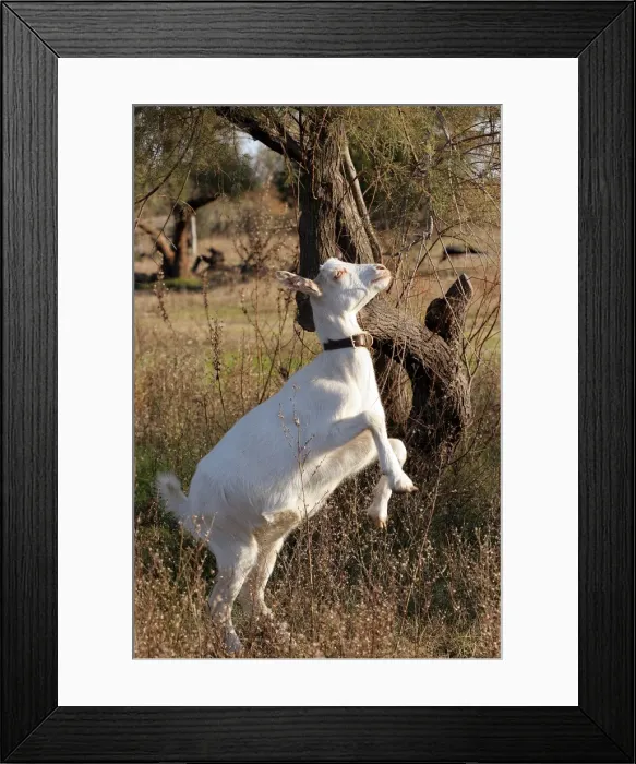 Framed Print : Goat - on hind legs grazing. Camargue - France