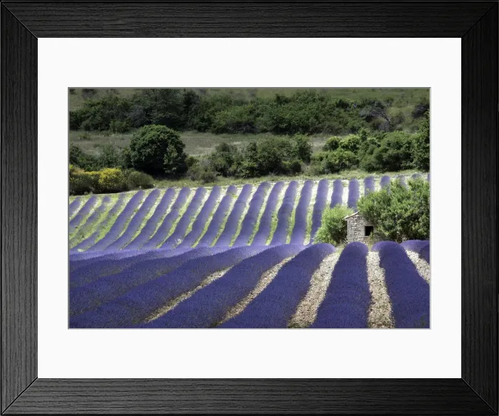 Framed Print : Lavender. Sault - Vaucluse - PACA Framed Print : Lavender. Sault - Vaucluse - PACA