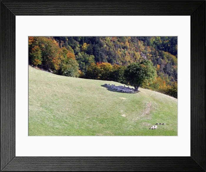 Framed Print : Sheeps - sheltering in the shadow of a tree. Drome Rhone-Alpes France Framed Print : Sheeps - sheltering in the shadow of a tree. Drome Rhone-Alpes France