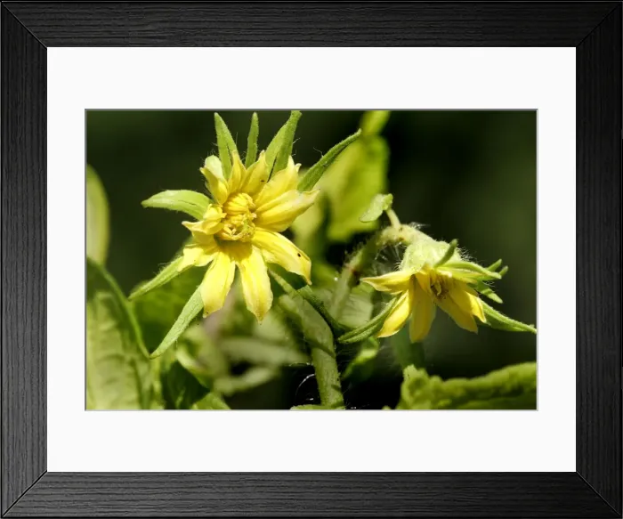 Framed Print : Tomato flower. Aubignan - Provence - PACA - France Framed Print : Tomato flower. Aubignan - Provence - PACA - France
