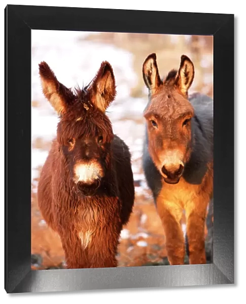 Poitou Donkey and normal Donkey (on right) - facing camera. Alsace - France