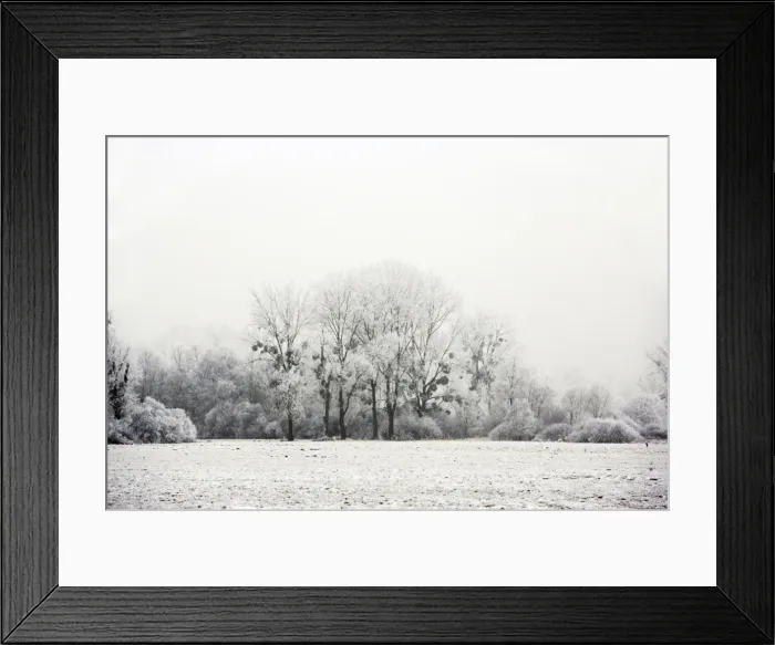 Framed Print : Polar Trees - with mistletoe covered in heavy frost Framed Print : Polar Trees - with mistletoe covered in heavy frost