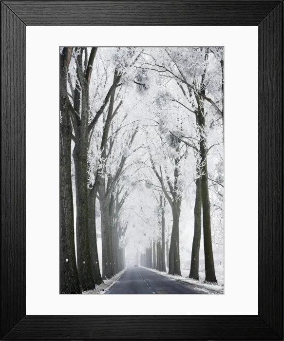 Framed Print : Avenue of Polar Trees alon groad - with mistletoe covered in heavy frost Framed Print : Avenue of Polar Trees alon groad - with mistletoe covered in heavy frost