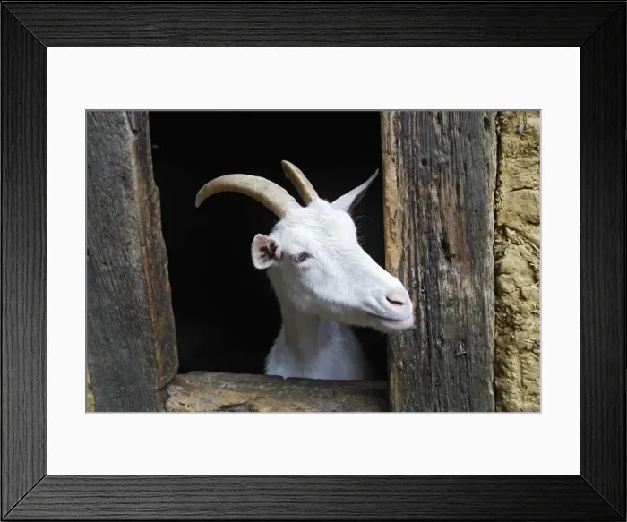 Framed Print : Goat - looking out of barn door Framed Print : Goat - looking out of barn door