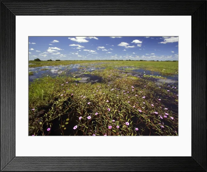 Framed Print : Rock Turbina - Liseron violet. Zambia Framed Print : Rock Turbina - Liseron violet. Zambia