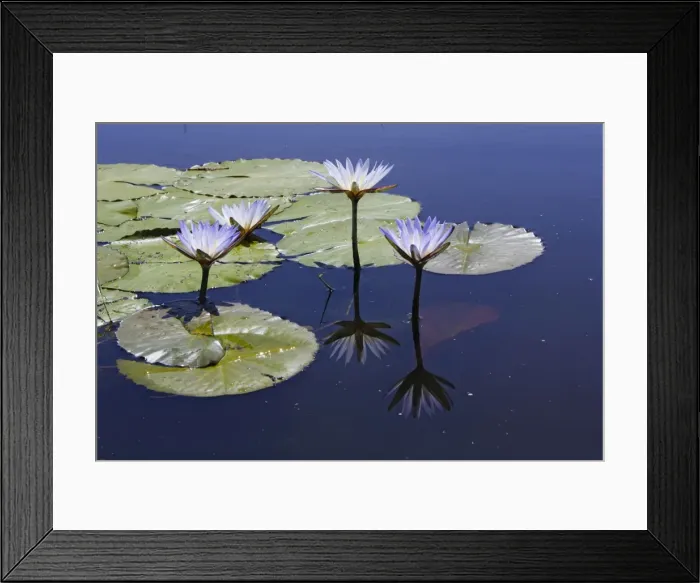 Framed Print : Waterlily. Bangweuleu Marsh - Zambia Framed Print : Waterlily. Bangweuleu Marsh - Zambia