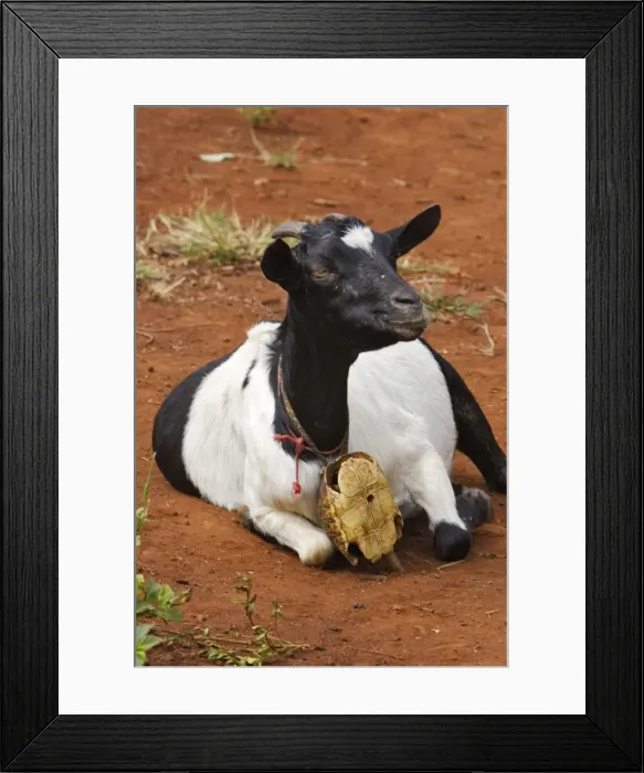 Framed Print : Goat - Carries a turtle cloche around neck. Chevre Surma; southwest Ethiopian tribe. Village around the town of Kibisch Ethiopia Framed Print : Goat - Carries a turtle cloche around neck. Chevre Surma; southwest Ethiopian tribe. Village around the town of Kibisch Ethiopia