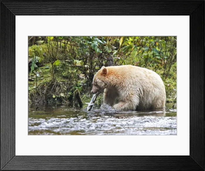 Framed Print : Kermode / Spirit Bear - eating Sockeye Salmon. The Tsimshian of northern British Columbia believed that the Kermode bear, a black bear in a white coat, very rare, was lived in by a spirit of a terrible power Island Princess Royal Framed Print : Kermode / Spirit Bear - eating Sockeye Salmon. The Tsimshian of northern British Columbia believed that the Kermode bear, a black bear in a white coat, very rare, was lived in by a spirit of a terrible power Island Princess Royal