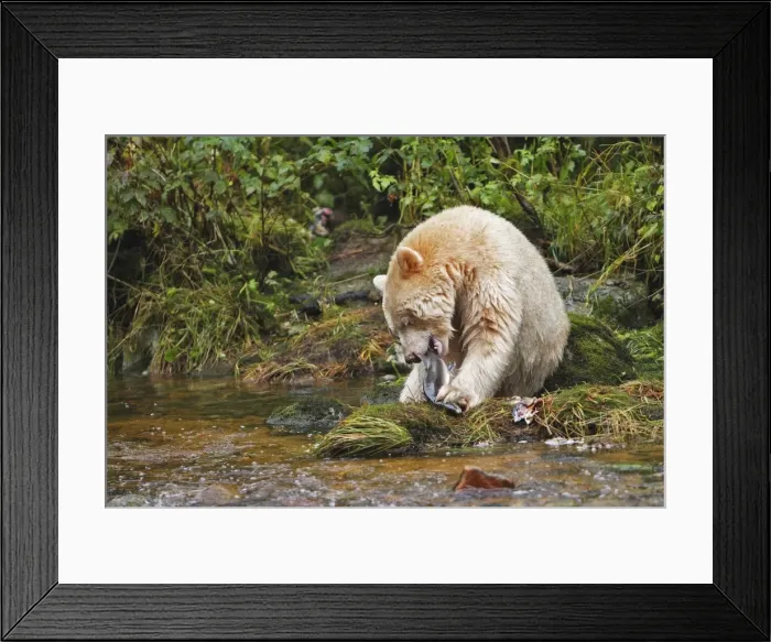 Framed Print : Kermode / Spirit Bear - eating Socjeye Salmon. The Tsimshian of northern British Columbia believed that the Kermode bear, a black bear in a white coat, very rare, was lived in by a spirit of a terrible power Island Princess Royal Framed Print : Kermode / Spirit Bear - eating Socjeye Salmon. The Tsimshian of northern British Columbia believed that the Kermode bear, a black bear in a white coat, very rare, was lived in by a spirit of a terrible power Island Princess Royal
