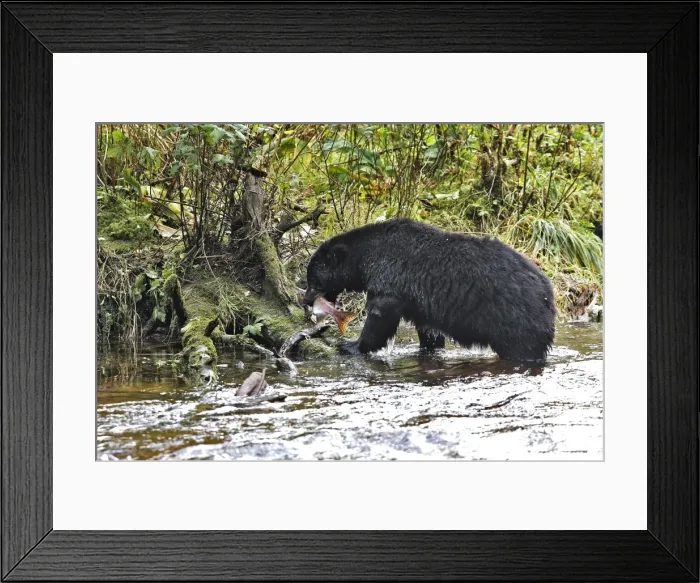 Framed Print : Black Bear - fishing for salmon Princess Royal Island British Columbia