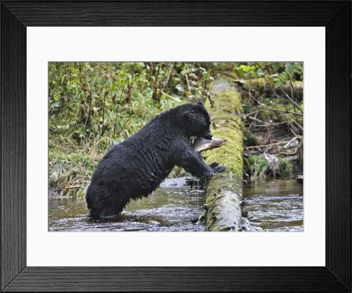 Framed Print : Black Bear - fishing for salmon Princess Royal Island British Columbia Framed Print : Black Bear - fishing for salmon Princess Royal Island British Columbia