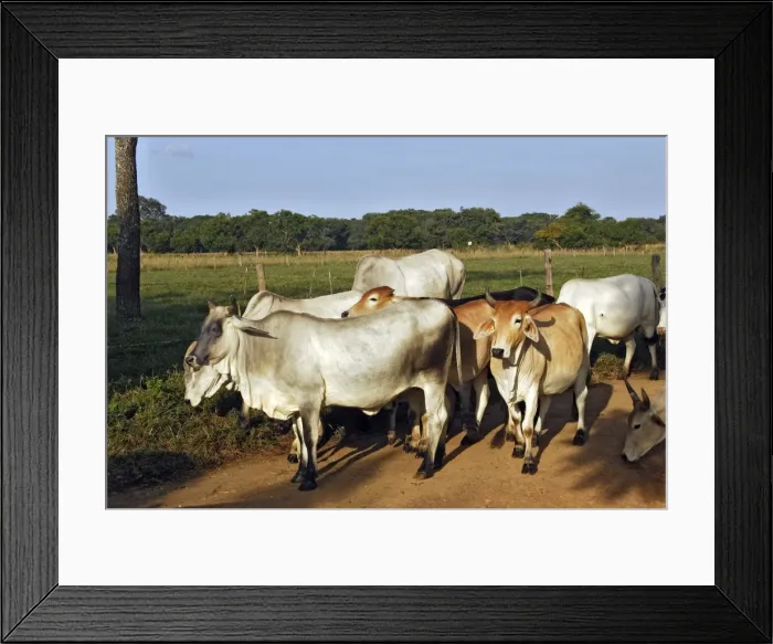 Framed Print : Zebu Zambia Framed Print : Zebu Zambia