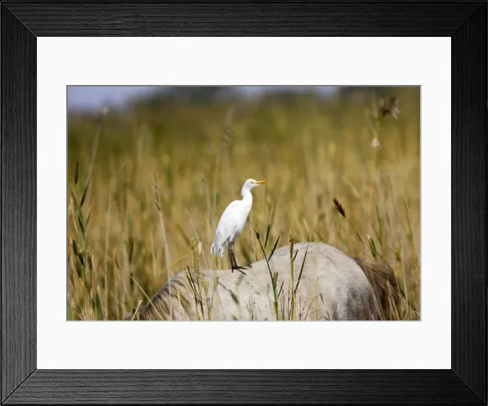 Framed Print : Cattle Egret - on Camargue horse Saintes Maries de la mer, France Framed Print : Cattle Egret - on Camargue horse Saintes Maries de la mer, France
