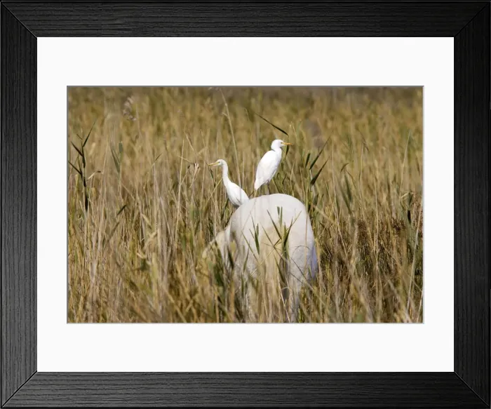 Framed Print : Cattle Egret - on Camargue horse Saintes Maries de la mer, France Framed Print : Cattle Egret - on Camargue horse Saintes Maries de la mer, France