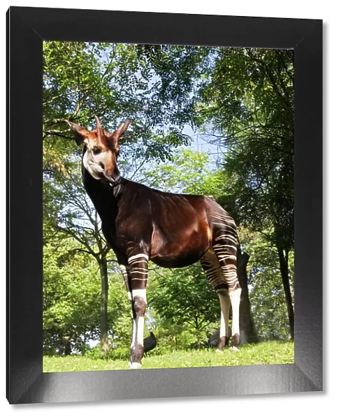 Okapi - male Family: Giraffidae