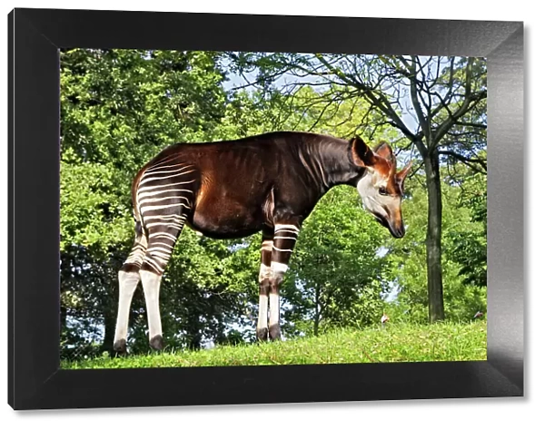 Okapi - male Family: Giraffidae