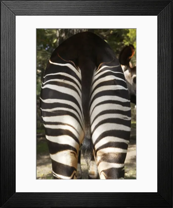 Framed Print : Okapi - male Family: Giraffidae Framed Print : Okapi - male Family: Giraffidae