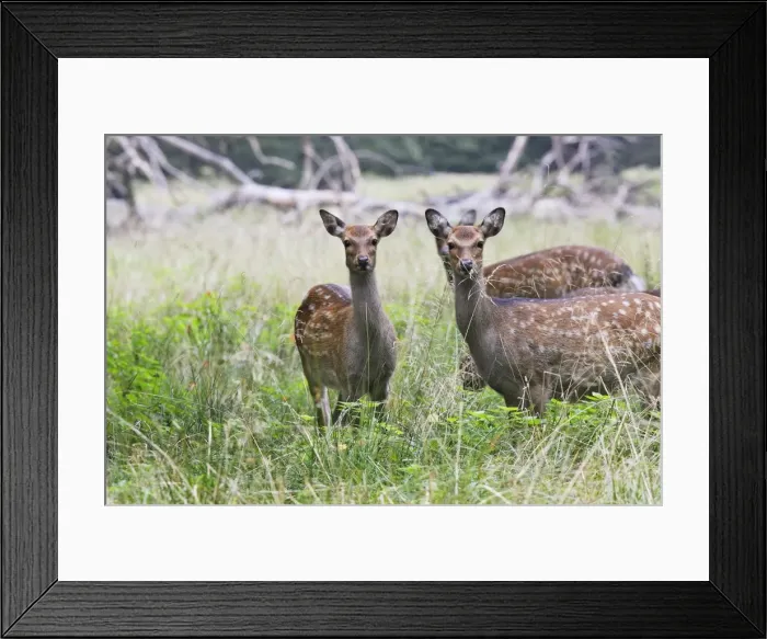Framed Print : Sika Deer - female Framed Print : Sika Deer - female