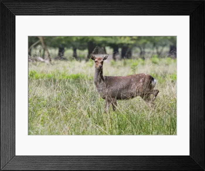 Framed Print : Sika Deer - female Framed Print : Sika Deer - female