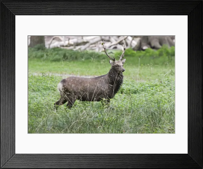 Framed Print : Sika Deer - male Framed Print : Sika Deer - male
