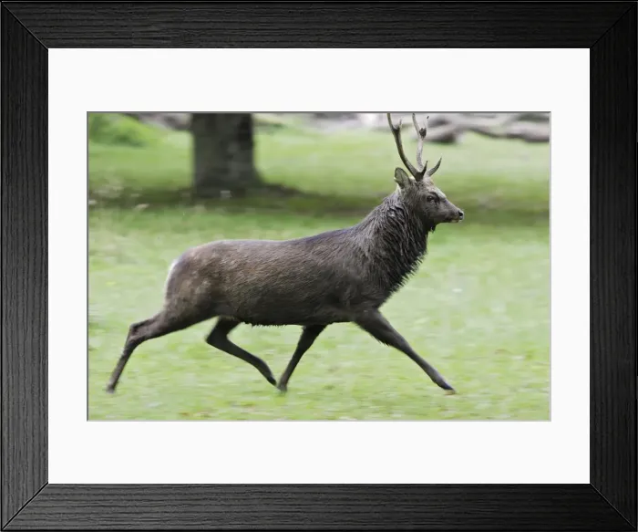 Framed Print : Sika Deer male Framed Print : Sika Deer male