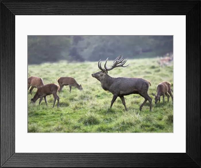 Framed Print : Red Deer - male and females Family: Cervidae
