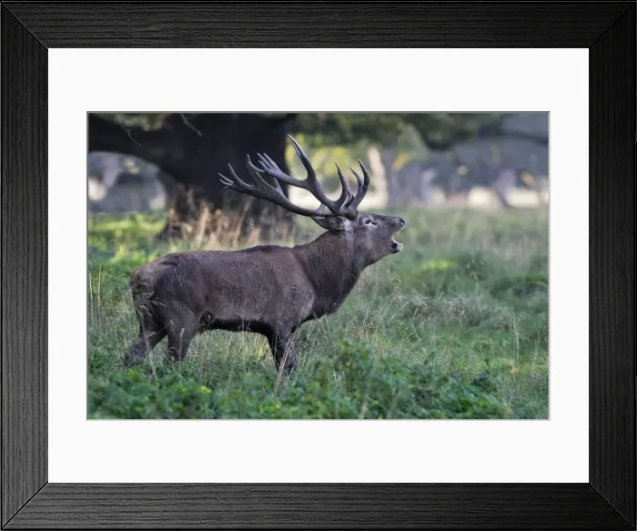 Framed Print : Red Deer - male - Dyrehave Park Copenhagen Denmark Framed Print : Red Deer - male - Dyrehave Park Copenhagen Denmark