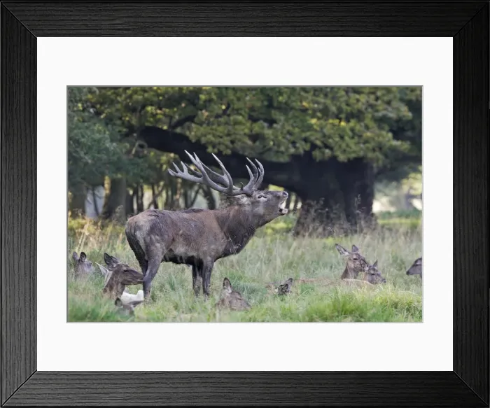 Framed Print : Red Deer - male & female - Dyrehave Park Copenhagen Denmark Framed Print : Red Deer - male & female - Dyrehave Park Copenhagen Denmark