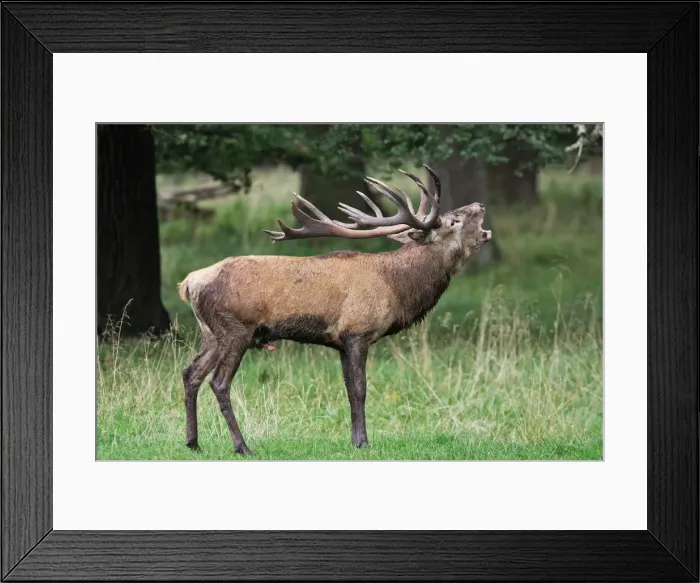 Framed Print : Red Deer - male - Dyrehave Park Copenhagen Denmark Framed Print : Red Deer - male - Dyrehave Park Copenhagen Denmark