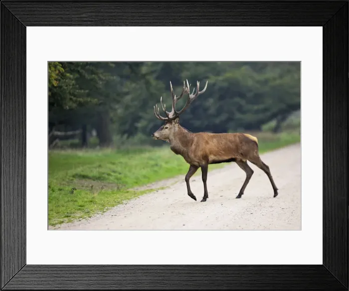 Framed Print : Red Deer - male - Dyrehave Park Copenhagen Denmark Framed Print : Red Deer - male - Dyrehave Park Copenhagen Denmark