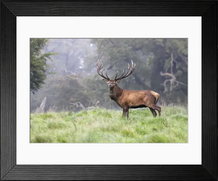 Framed Print : Red Deer - male - Dyrehave Park Copenhagen Denmark Framed Print : Red Deer - male - Dyrehave Park Copenhagen Denmark