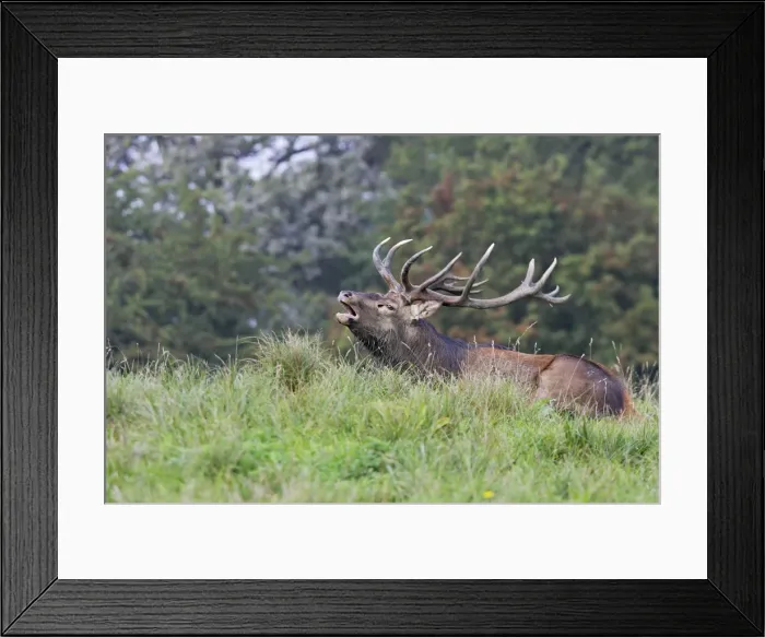 Framed Print : Red Deer - male - Dyrehave Park Copenhagen Denmark Framed Print : Red Deer - male - Dyrehave Park Copenhagen Denmark