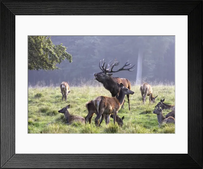 Framed Print : Red Deer - male with females - Dyrehave Park Copenhagen Denmark Framed Print : Red Deer - male with females - Dyrehave Park Copenhagen Denmark