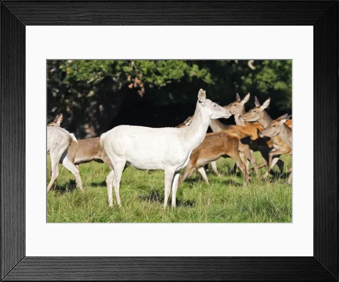 Framed Print : Red Deer - female albino - Dyrehaven Park Copenhagen Framed Print : Red Deer - female albino - Dyrehaven Park Copenhagen