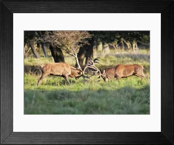 Framed Print : Red Deer - male fighting - Dyrehaven Park Copenhagen Framed Print : Red Deer - male fighting - Dyrehaven Park Copenhagen