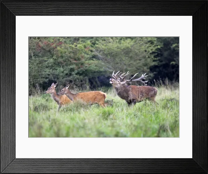 Framed Print : Red Deer - male and female- Dyrehaven Park Copenhagen Framed Print : Red Deer - male and female- Dyrehaven Park Copenhagen