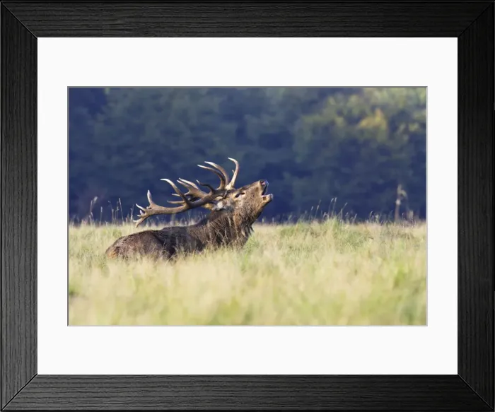 Framed Print : Red Deer - male - Dyrehaven Park Copenhagen Framed Print : Red Deer - male - Dyrehaven Park Copenhagen