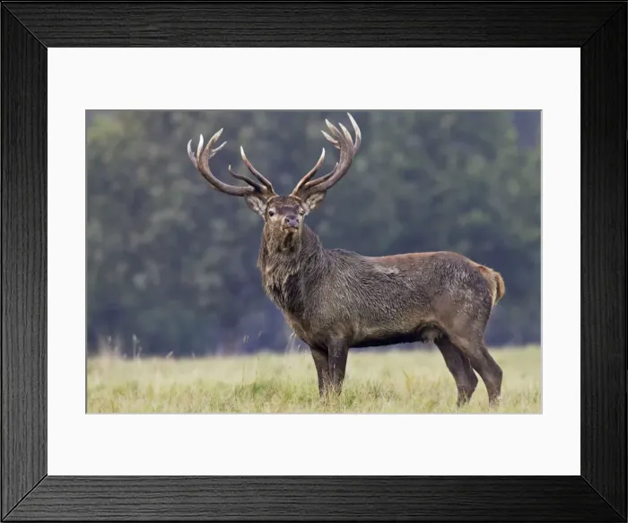 Framed Print : Red Deer - male - Dyrehaven Park Copenhagen Framed Print : Red Deer - male - Dyrehaven Park Copenhagen