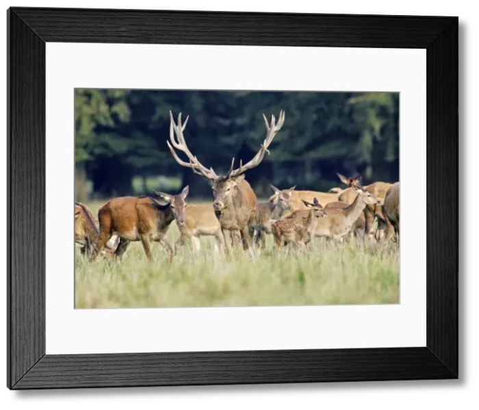 Framed Print : Red Deer - male and females - Dyrehaven Park Copenhagen Framed Print : Red Deer - male and females - Dyrehaven Park Copenhagen