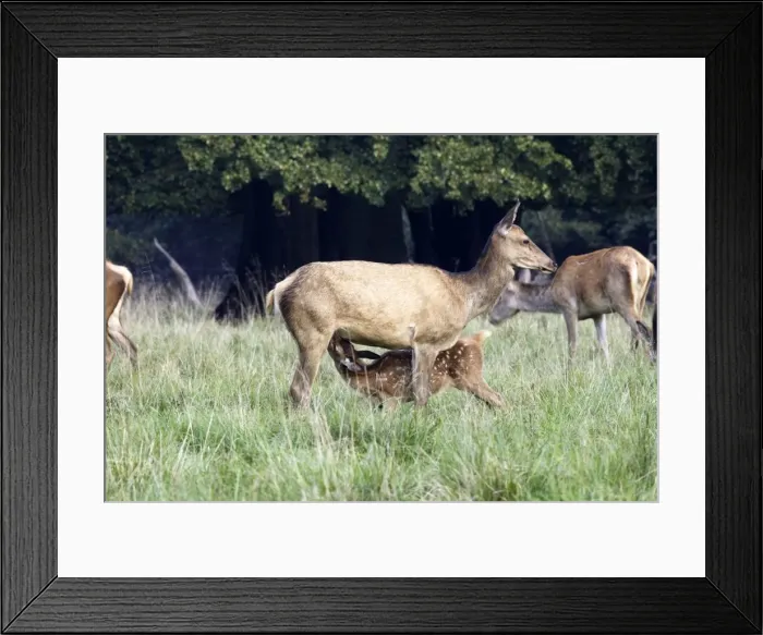 Framed Print : Red Deer - mother and young suckling - Dyrehaven Park Copenhagen Framed Print : Red Deer - mother and young suckling - Dyrehaven Park Copenhagen