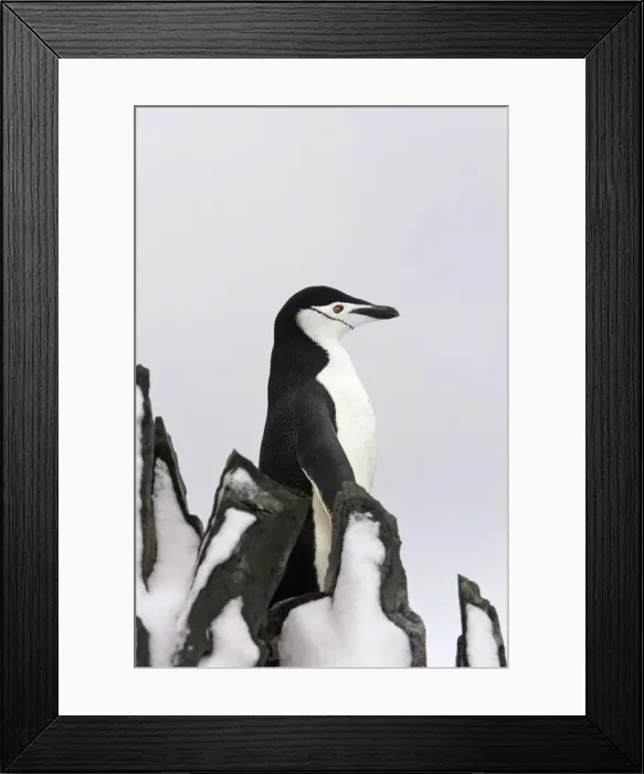 Framed Print : Chinstrap Penguin Half Moon Island Antarctic Peninsula Framed Print : Chinstrap Penguin Half Moon Island Antarctic Peninsula