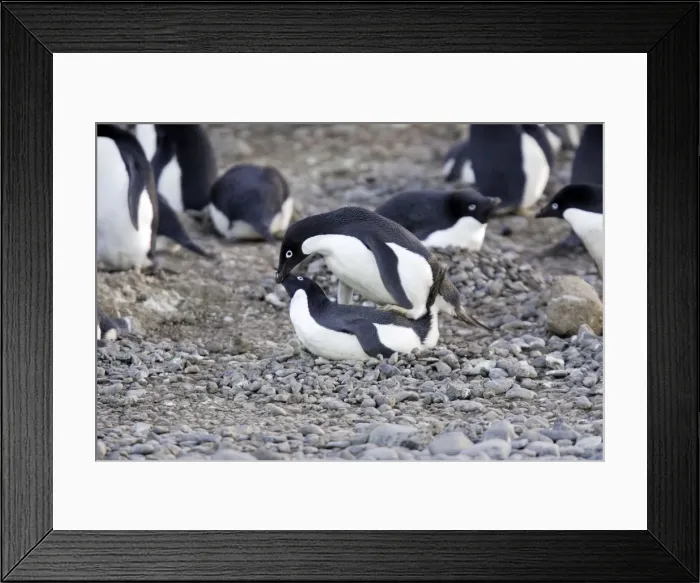 Framed Print : Adelie Penguin - pair mating Brown Bluff Antarctic Peninsula Framed Print : Adelie Penguin - pair mating Brown Bluff Antarctic Peninsula