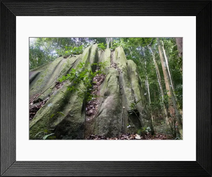 Framed Print : Guianan Cock-of-the-rock habitat. Granite rocks Central Suriname Nature Reserve Framed Print : Guianan Cock-of-the-rock habitat. Granite rocks Central Suriname Nature Reserve