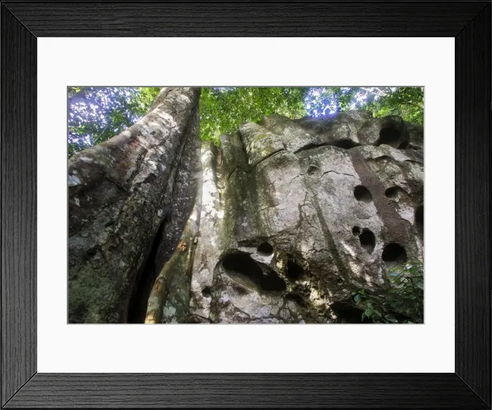 Framed Print : Guianan Cock-of-the-rock habitat. Granite rocks Central Suriname Nature Reserve Framed Print : Guianan Cock-of-the-rock habitat. Granite rocks Central Suriname Nature Reserve